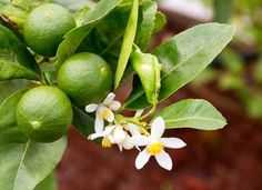 an orange tree with flowers and green leaves