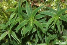 green leaves are growing in the forest