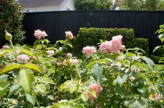 some pink flowers are in the middle of green bushes and shrubbery near a black fence