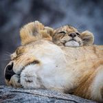 a lion laying on top of a rock next to another animal