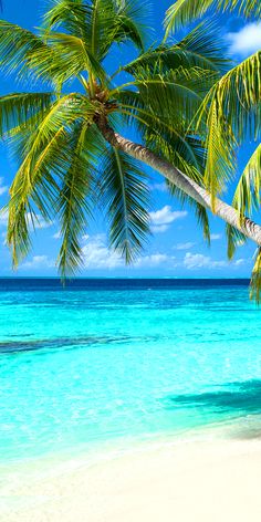 a beach with blue water and palm trees