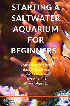 an advertisement for the saltwater aquarium for beginners, featuring clown fish and corals