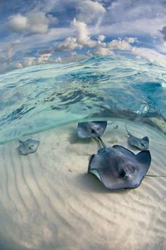 several stingfish swimming in the ocean with cloudy skies above them and blue water below