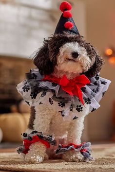 a dog dressed up in a dress and hat with paws on it's chest