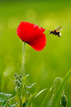 a red flower with a bee flying over it