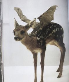 a book with an image of a deer and a bat on it's back