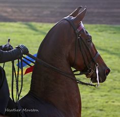 a man riding on the back of a brown horse next to a lush green field