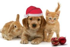 two dogs and a cat wearing santa hats