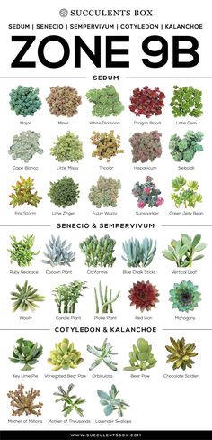 the poster shows different types of succulents in various colors and sizes, including green