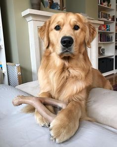 a large brown dog laying on top of a bed