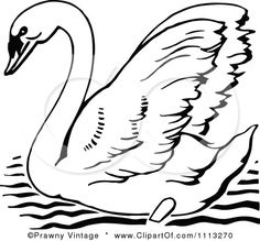 a black and white swan floating on water by an inking technique posters, art prints