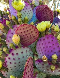 many different colored cactus plants together