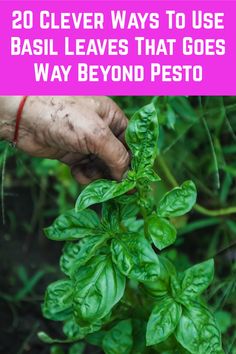 someone is picking basil leaves from the ground with text overlay that reads, 20 clever ways to use basil leaves that goes way beyond pesto