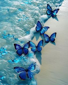 several blue butterflies are flying over the water