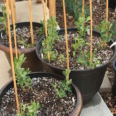 several potted plants with sticks sticking out of them