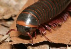 a close up of a brown and black insect on a leaf with red stripes around it's body