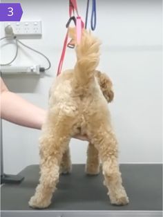 a small dog is being held on a leash by a person's hand in an office setting