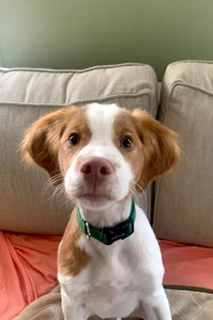 a brown and white dog sitting on top of a couch