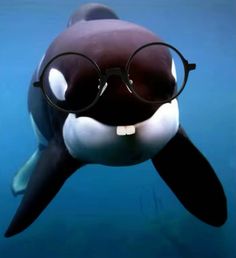 an orca whale wearing glasses in the ocean