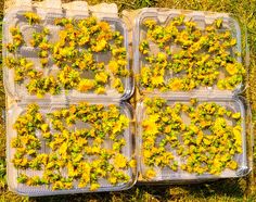 four plastic trays filled with yellow flowers on top of green grass in the sun