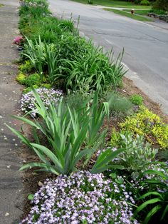 purple flowers line the side of a road