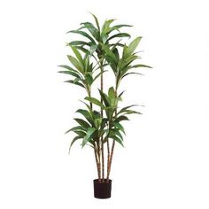 a potted plant with green leaves is shown in front of a white background,