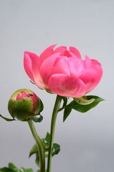 Peony Reference Photo, Floral Reference Photos, Flowers Reference Photo, Flower Reference Photo, Peony Flower Photography, Light Pink Peony, Peony Photography