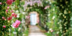 pink flowers are growing on the side of a garden path that is lined with vines