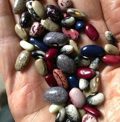 a person holding several rocks in their palm, some with speckles on them