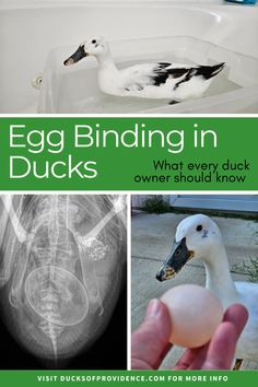 Egg binding in ducks can be an alarming and heartbreaking experience for both duck keepers and their feathery friends alike. But with our comprehensive guide on 'Breaking Down Egg Binding in Ducks,' you'll be able to identify the signs, understand the underlying causes, and implement preventive measures to ensure the health and happiness of your ducky family. Black Soldier Fly, Good Sources Of Calcium