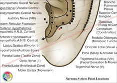 Auriculotherapy Ear Acupuncture European System Poster 18 X 24 Auricular Reflexology Points Paper or Laminated - Etsy Greece Reflexology Points, Healthy Sushi, Ear Acupuncture, Occipital Lobe, Acupuncture Needles, Text Neck, Sensory System