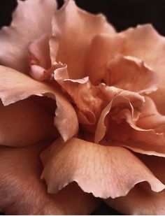 a close up view of a pink flower