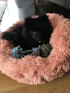 a small black dog laying in a pink pet bed