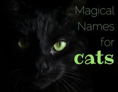 a black cat with green eyes and the words,'magic names for cats '