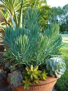 an assortment of succulents and plants in pots