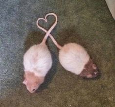 two white and brown mice on the ground with a heart shaped string attached to them