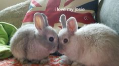 two rabbits are sitting next to each other on a couch with the caption i love my josie