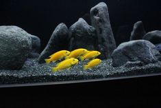 several yellow fish swimming in an aquarium