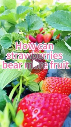 strawberries are growing in the garden with green leaves