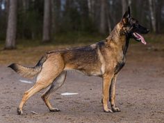 a german shepard standing in the dirt with its tongue out