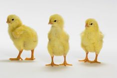 three small yellow chicks standing next to each other