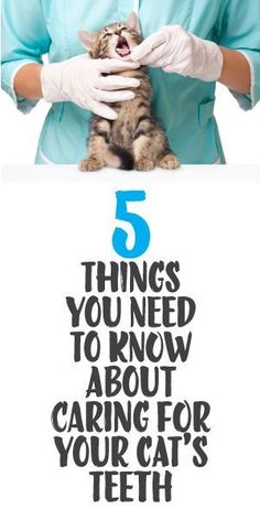 a woman holding a cat with the caption 5 things you need to know about caring for your cat's teeth