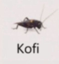 a bug that is sitting on the side of a white sign with words kofi