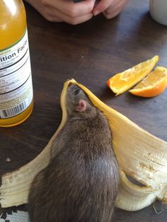 a rat sitting on top of a banana peel next to a bottle of orange juice