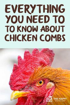 a close up of a chicken with the words everything you need to know about chickens