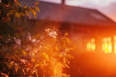 the sun shines brightly on some flowers in front of a building with lights coming from it