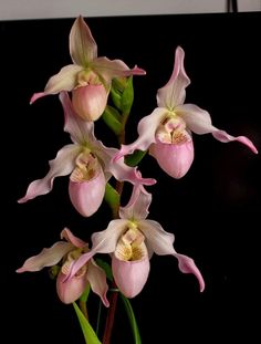 pink and white flowers are in a vase