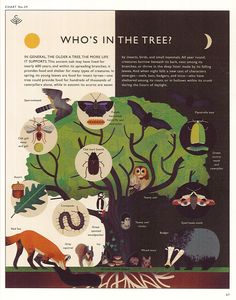 an illustrated tree with animals and other things on it