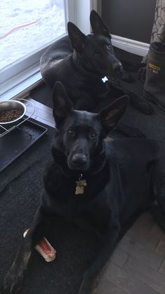 two black dogs laying next to each other on the floor in front of a window