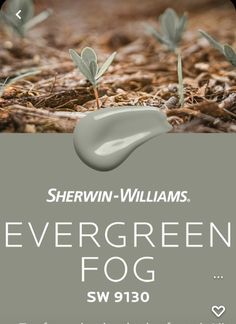 there is an advertisement for the evergreen fog product on the ground with small green plants growing out of it